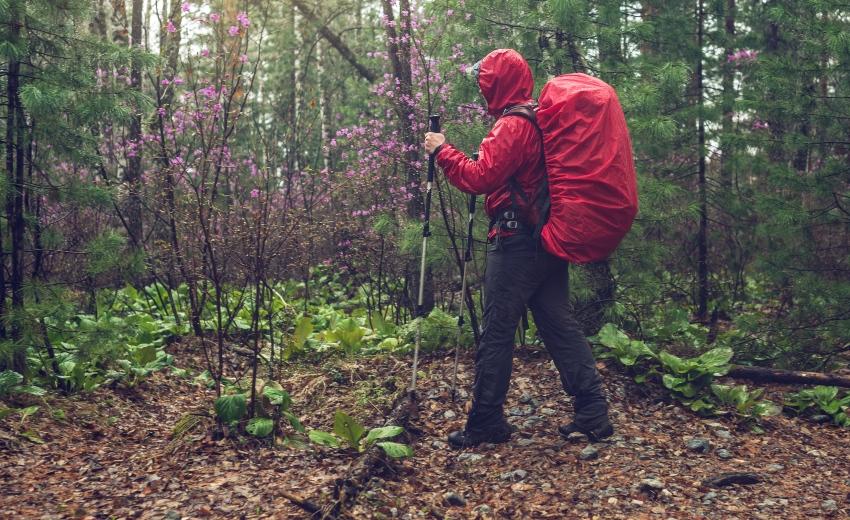 Mann wandert bei Regen durch den Wald. Er nutzt Wanderstöcke und der Rucksack ist durch eine Regenhuelle geschuetzt.